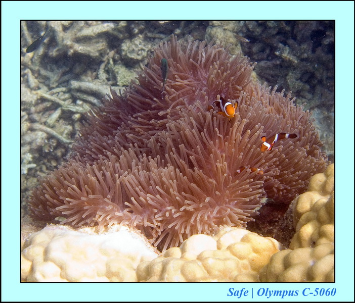 2006 - 07 - Kapas - Plongee 3 - 11